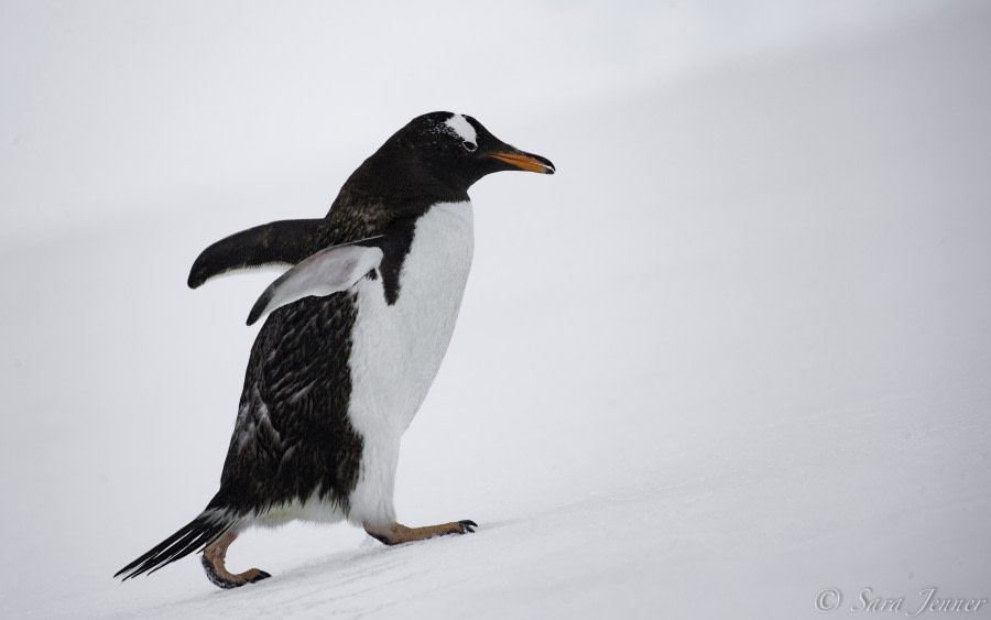 PLA27-19, Day 4 Gentoo - Oceanwide Expeditions.jpg