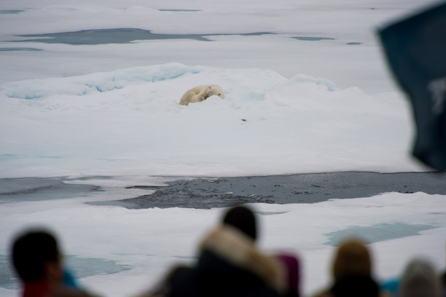 Around Spitsbergen, Kvitoya, August © Zoutfotografie-Oceanwide Expeditions (74).JPG