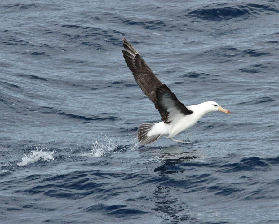 At sea to Antarctica – Drakes Passage