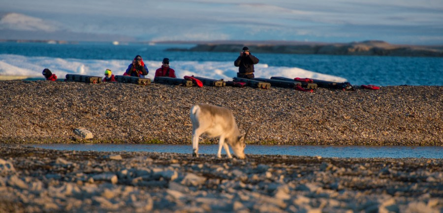 Around Spitsbergen, Kvitoya, August © Zoutfotografie-Oceanwide Expeditions (209) - kopie.JPG