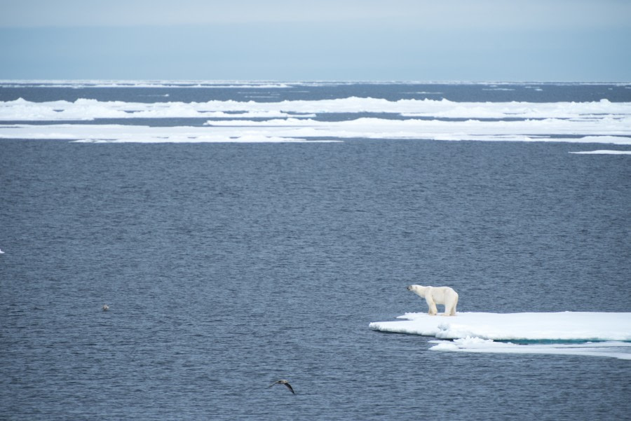 Around Spitsbergen, Kvitoya, August © Zoutfotografie-Oceanwide Expeditions (124).JPG