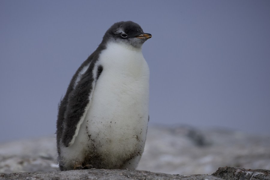 PLA27-19, Day 5 Gentoo chick 1 - Oceanwide Expeditions.jpg