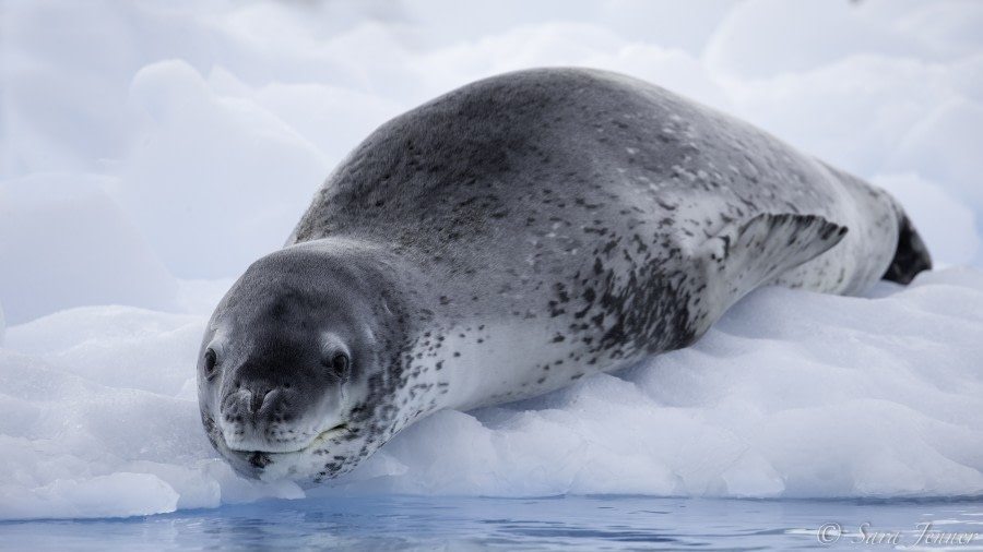 PLA28-19, Leopard Seal - Oceanwide Expeditions.jpg