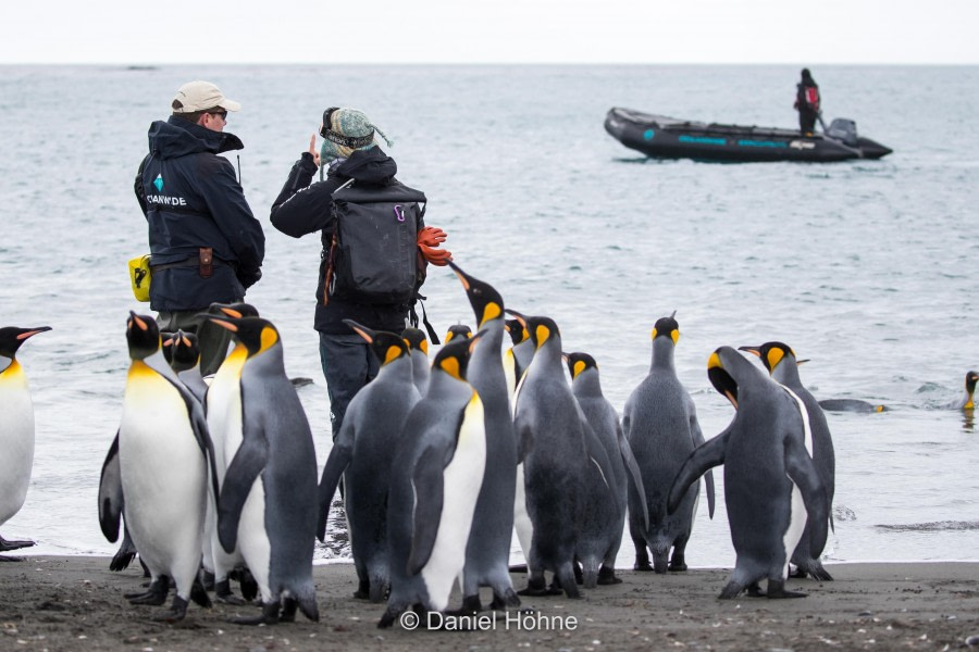 Salisbury Plain & Prion Island, South Georgia