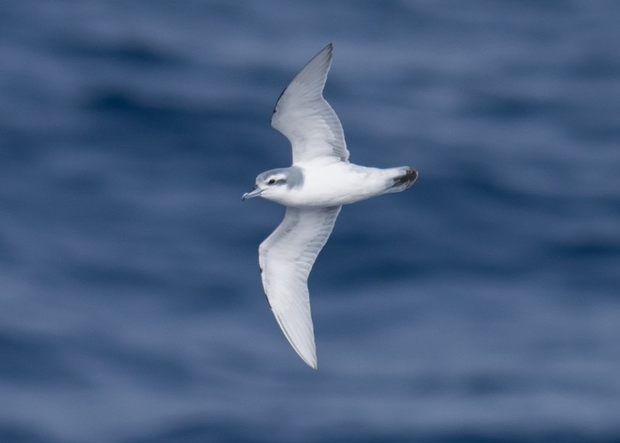 OTL31-19 Antarctic Prion - Line through eye, wide supercilium, dark thumb behind eye, white underneath.jpg