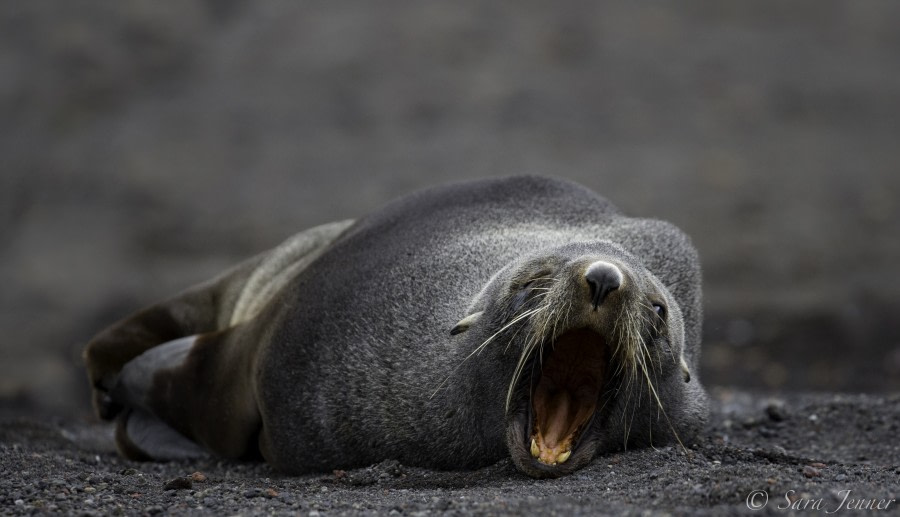 PLA28-19, Fur seal - Oceanwide Expeditions.jpg