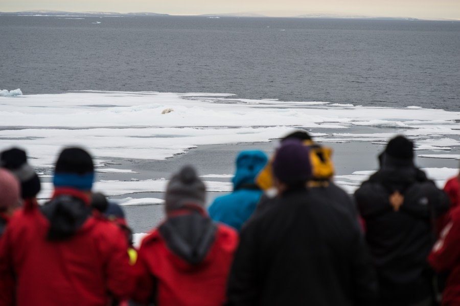 Around Spitsbergen, Kvitoya, August © Zoutfotografie-Oceanwide Expeditions (69).JPG