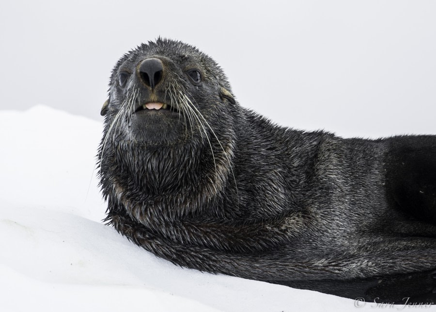 PLA27-19, Day 7 Fur Seal 3 - Oceanwide Expeditions.jpg