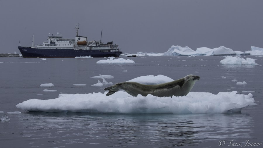 PLA27-19, Day 5 crabeater 2 - Oceanwide Expeditions.jpg