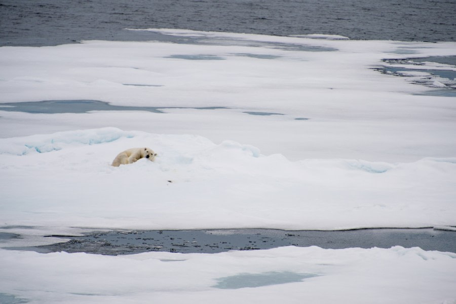 Around Spitsbergen, Kvitoya, August © Zoutfotografie-Oceanwide Expeditions (72).JPG