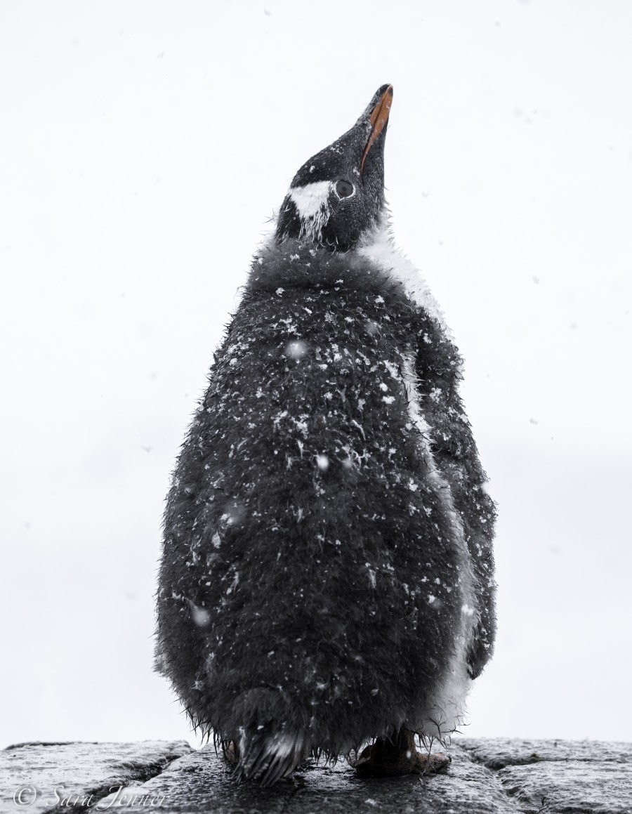 PLA27-19, Day 6 Gentoo chick-2 - Oceanwide Expeditions.jpg