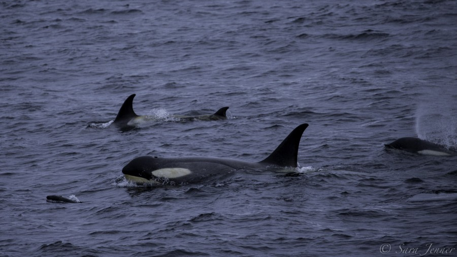 Deception Island: Telefon and Whaler’s Bays