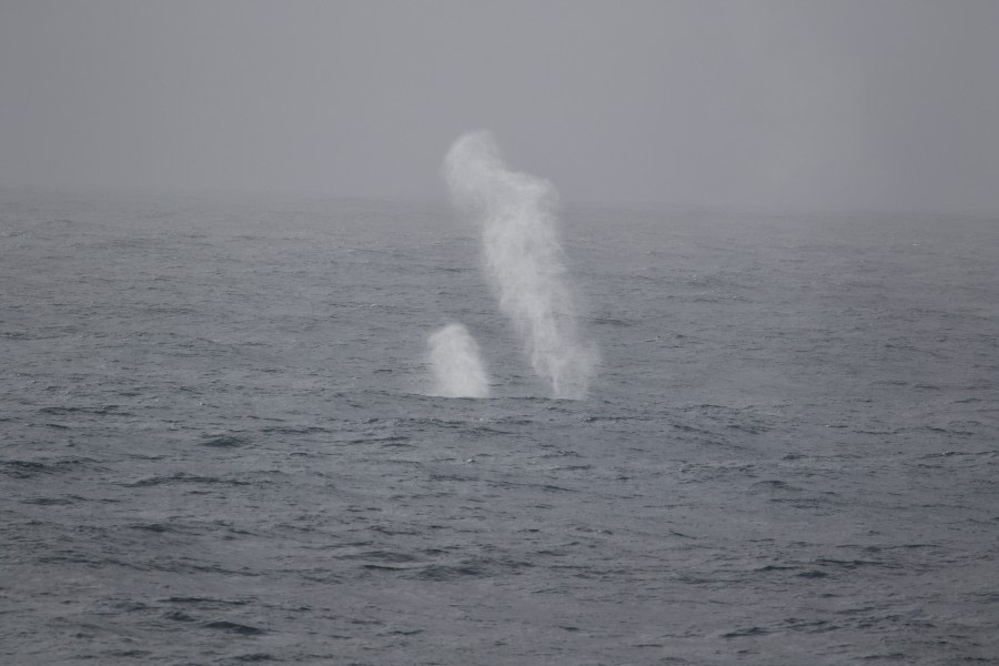 At sea to South Georgia