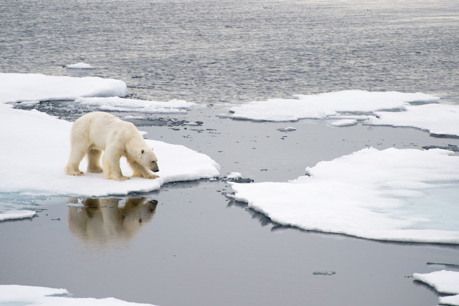 Around Spitsbergen, Kvitoya, August © Zoutfotografie-Oceanwide Expeditions (77).JPG