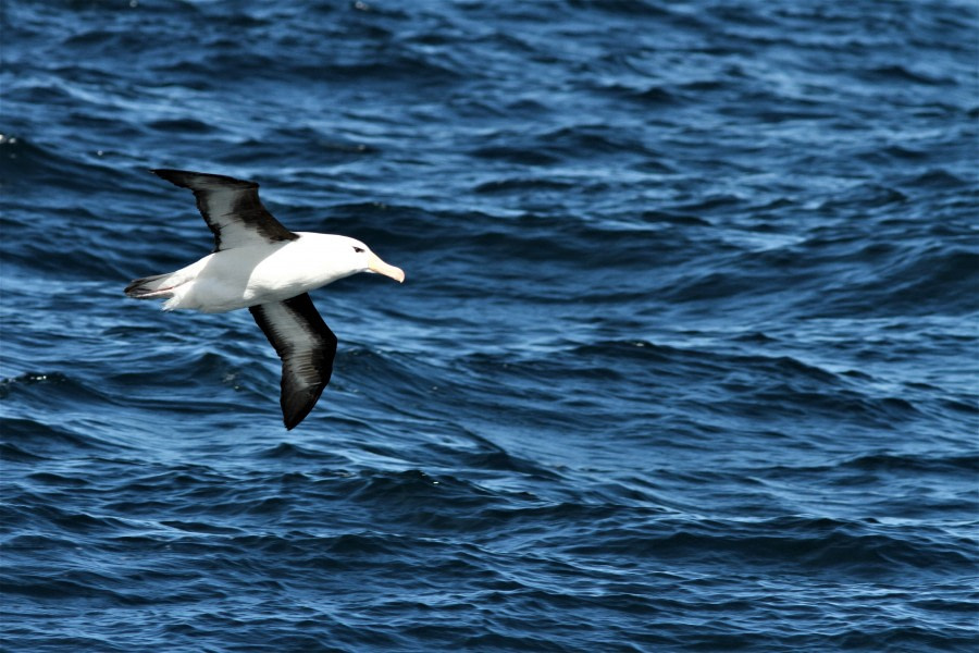 At sea to Ushuaia – Drakes Passage