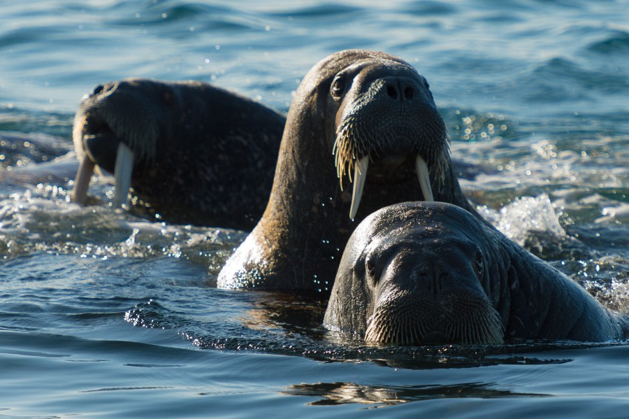 Around Spitsbergen, Kvitoya, August © Zoutfotografie-Oceanwide Expeditions (232) - kopie.JPG