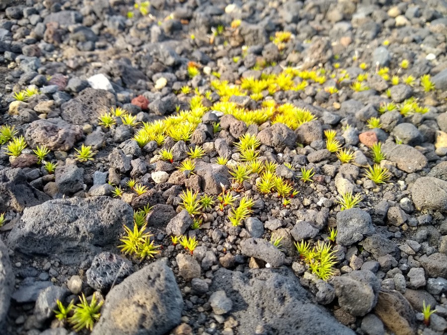 Pendulum Cove, Deception Island