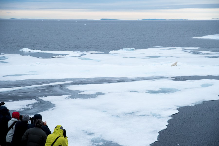 Around Spitsbergen, Kvitoya, August © Zoutfotografie-Oceanwide Expeditions (76).JPG