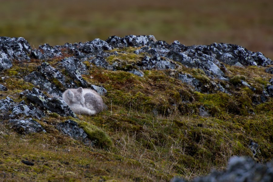 Around Spitsbergen, Kvitoya, August © Zoutfotografie-Oceanwide Expeditions (370).JPG