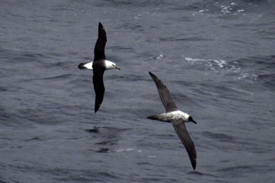 At sea to Ushuaia – Drakes Passage