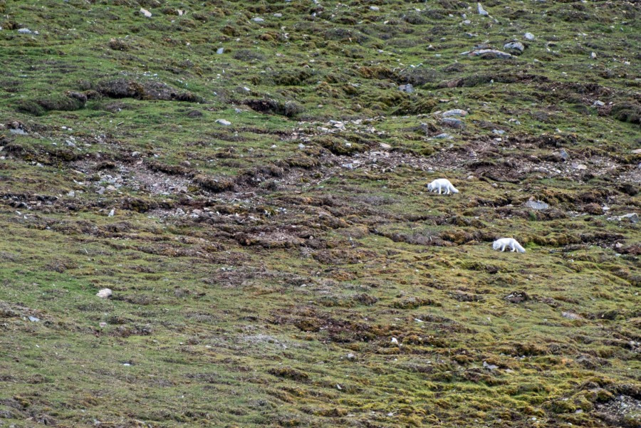 Around Spitsbergen, Kvitoya, August © Zoutfotografie-Oceanwide Expeditions (27).JPG