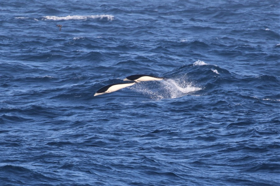 At sea to South Georgia