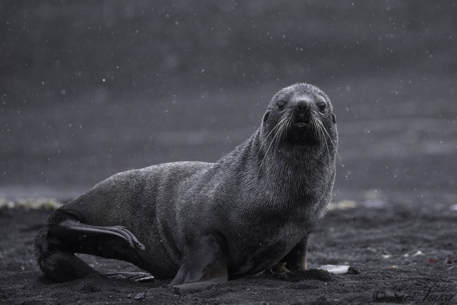 PLA27-19, Day 8 Fur seal 1 - Oceanwide Expeditions.jpg