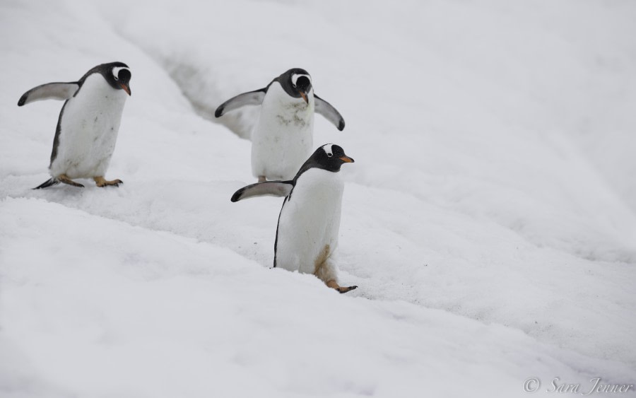 PLA27-19, Day 4 Gentoo 2 - Oceanwide Expeditions.jpg