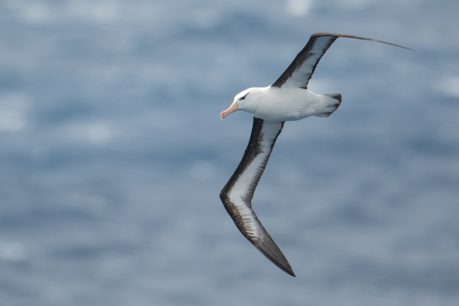 At sea, Drake Passage