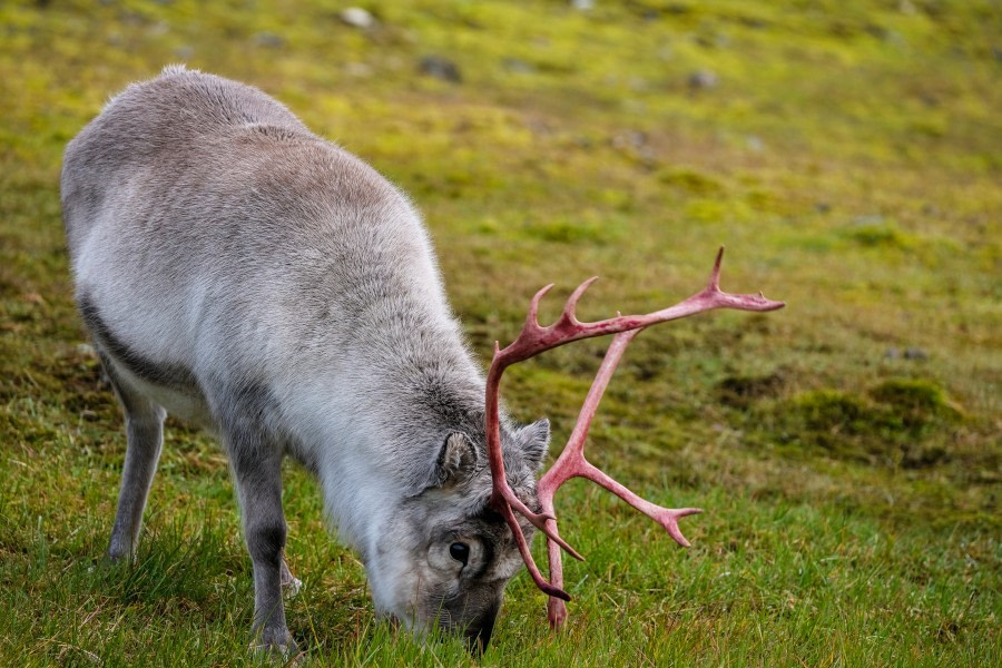 Svalbard reindeer