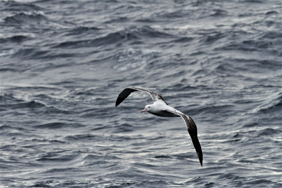 PLA26-19, 29 Jan- Wandering_Albatross_Nicole - Oceanwide Expeditions.JPG