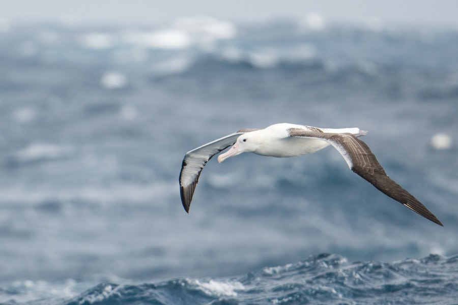 At Sea in the Drake Passage