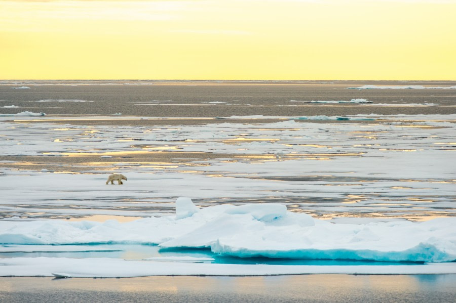 Around Spitsbergen, Kvitoya, August © Zoutfotografie-Oceanwide Expeditions (85).JPG