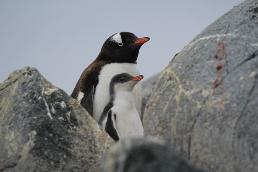 PLA26-19, 01 Feb- gentoo - Oceanwide Expeditions.jpg