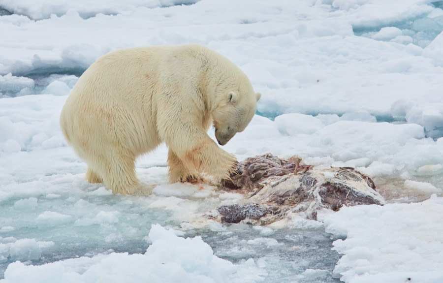 North Spitsbergen Polar Bear Special, June © Markus Eichenberger-Oceanwide Expeditions (38).jpg