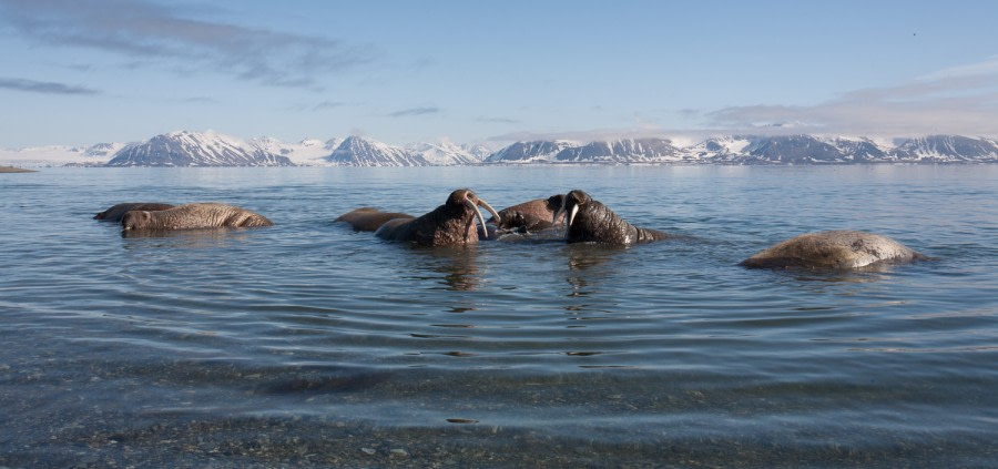 Poolepynten - Prins Karls Forland-9198  © Troels Jacobsen-Oceanwide Expeditions.jpg