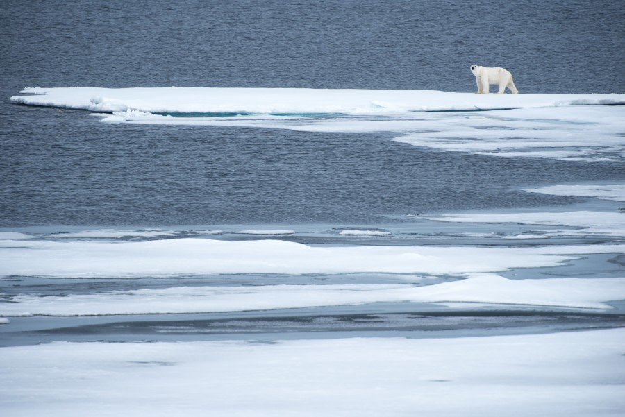 Around Spitsbergen, Kvitoya, August © Zoutfotografie-Oceanwide Expeditions (123).JPG