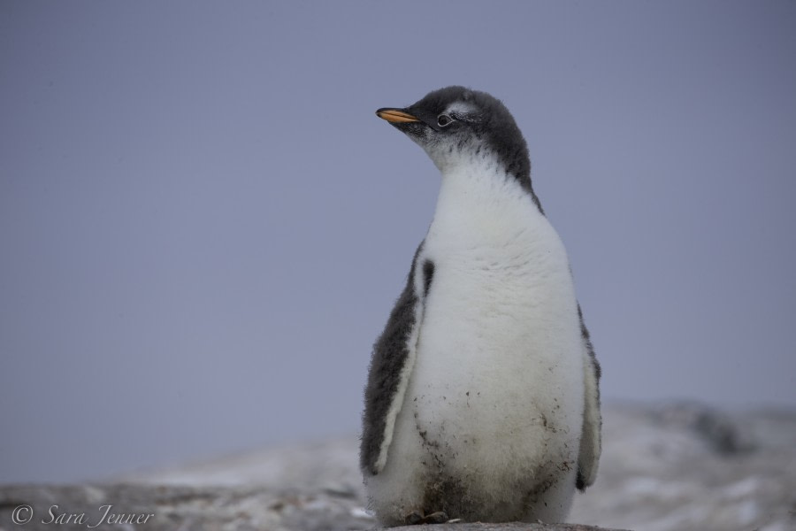 PLA27-19, Day 5 Gentoo chick - Oceanwide Expeditions.jpg