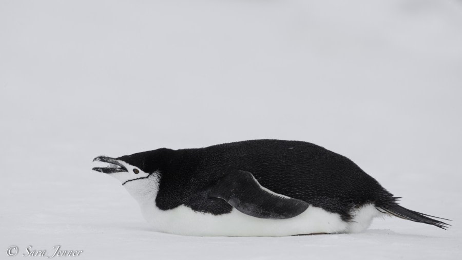 PLA28-19, Chinstrap eating snow - Oceanwide Expeditions.jpg