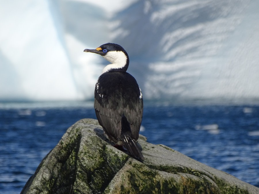 Shag, Melchior Islands © Sarah Williams-Gane & Marshall.JPG