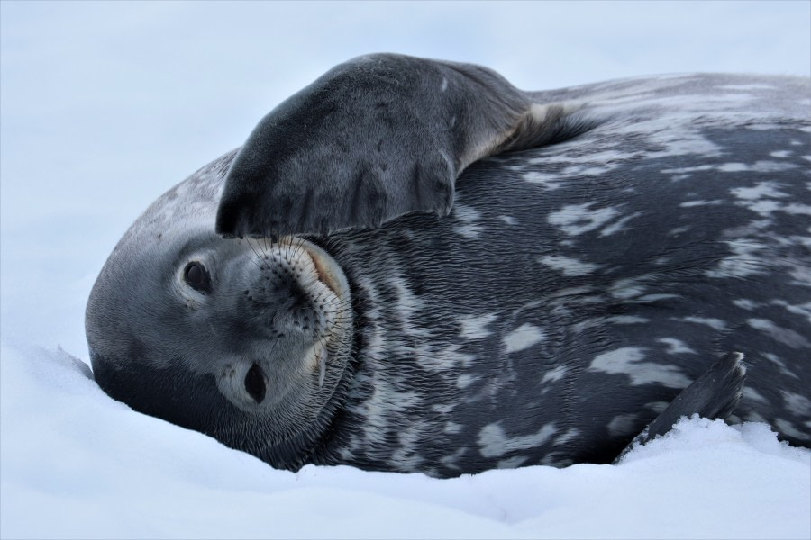 Portal Point & Cierva Cove, Antarctic Peninsula