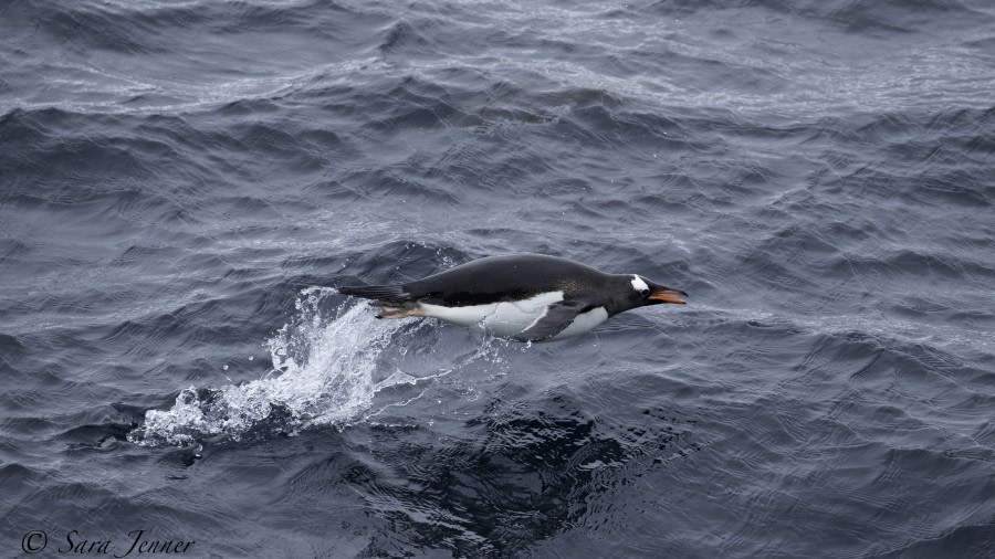 PLA27-19, Day 7 Penguin - Oceanwide Expeditions.jpg