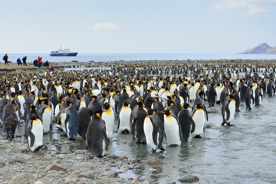 St. Andrews Bay Oceanwide Expeditions