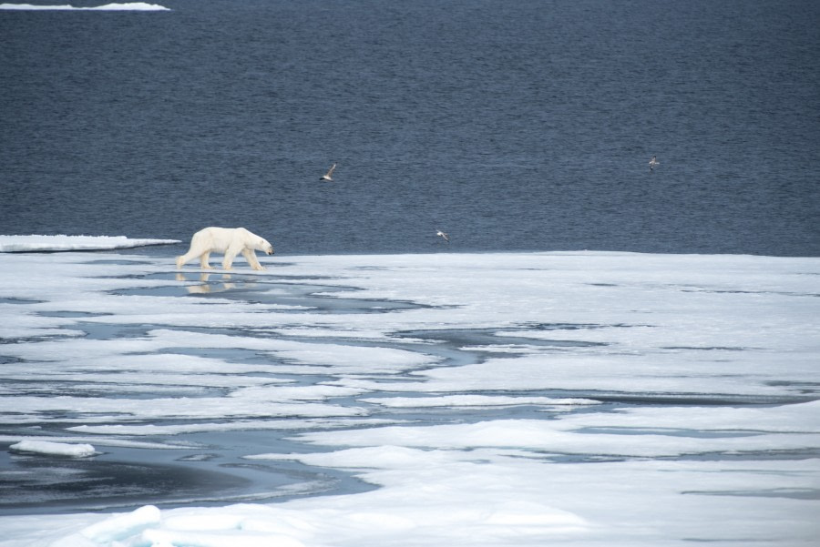 Around Spitsbergen, Kvitoya, August © Zoutfotografie-Oceanwide Expeditions (125).JPG