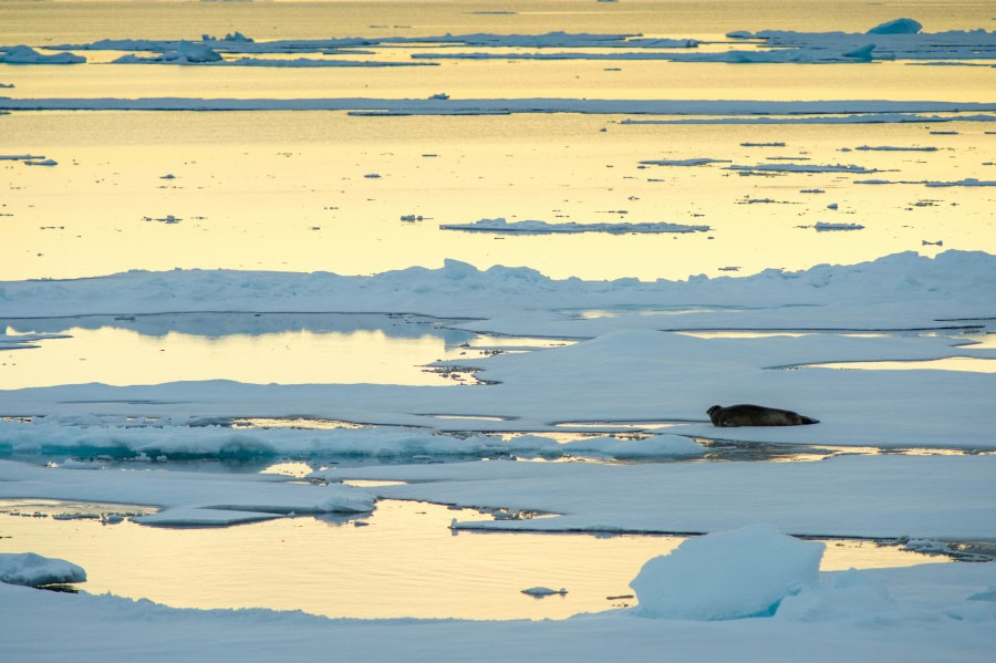 Around Spitsbergen, Kvitoya, August © Zoutfotografie-Oceanwide Expeditions (144) - kopie.JPG