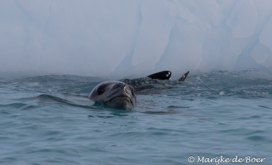 PLA31-19, DAY 06, 27 MAR Seal - Oceanwide Expeditions.jpg