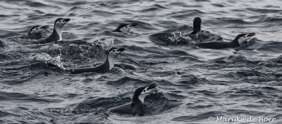 PLA31-19, DAY 06, 27 MAR Chinstrap - Oceanwide Expeditions.jpg