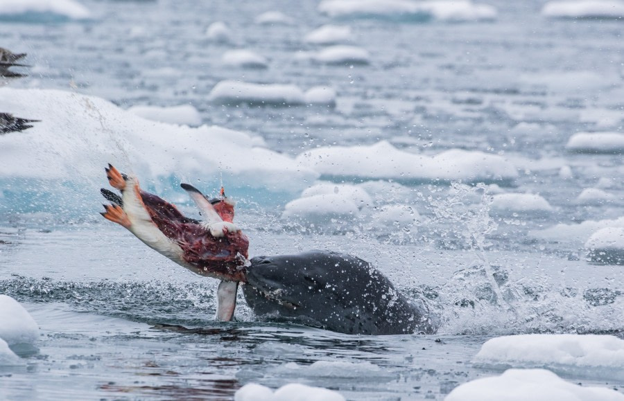 Port Lockroy & Jougla Island, Antarctic Peninsula