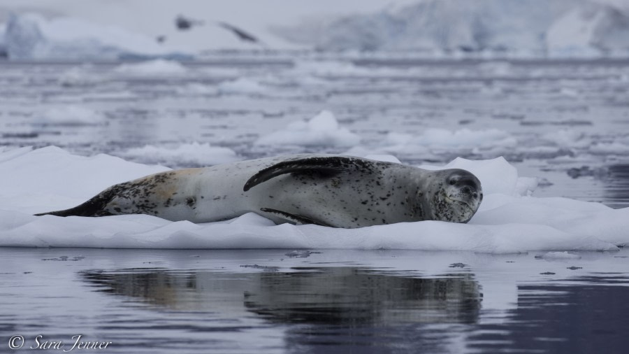 PLA29-19, Leopard Seal - Oceanwide Expeditions.jpg