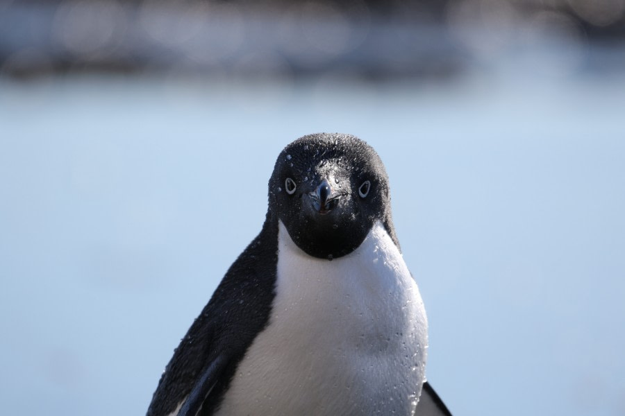 Brown Bluff & Antarctic Sound, Antarctic Peninsula